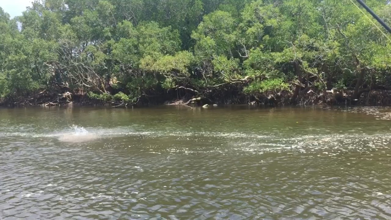 Quiet mangrove creek in the Top End
